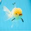 AAA Grade Lemonhead Oranda Male 4.5-5 inches #0830OR_16