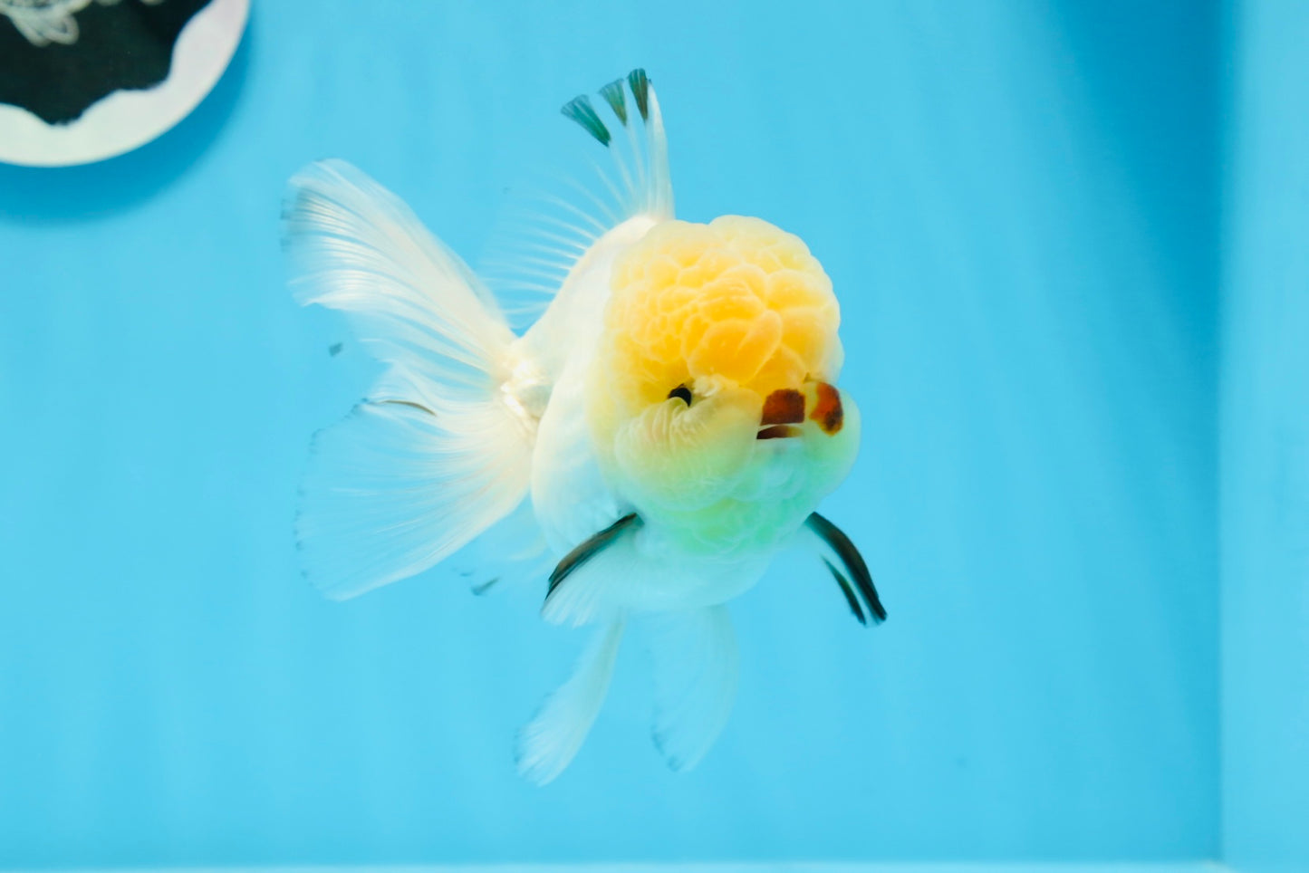 Oranda macho de cabeza de limón de grado AAA de 4,5 a 5 pulgadas n.º 0830OR_16