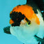 A Grade Red White Oranda Male 5-5.5 inches #051526OR_03