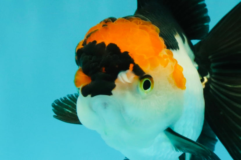 A Grade Red White Oranda Male 5-5.5 inches #051526OR_03