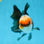 A Grade Tricolor Oranda Male 5 inches #082925OR_06