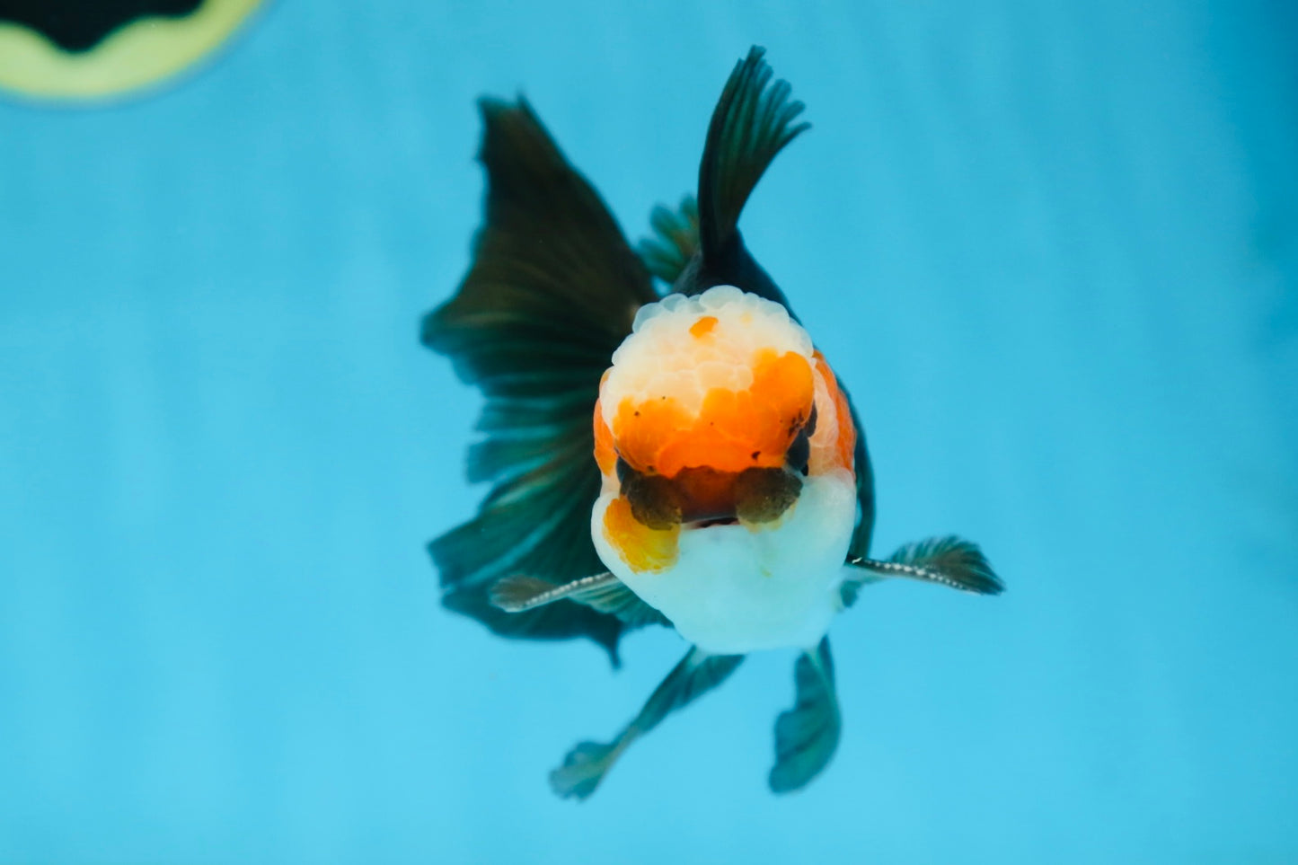 A Grade Tricolor Oranda Male 5 inches #082925OR_06
