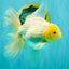A Grade White Oranda Male 6-6.5 inches #100926OR_20