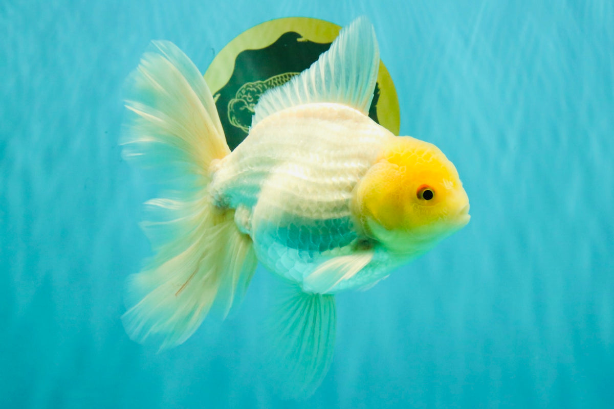 A Grade White Oranda Male 6-6.5 inches #100926OR_20