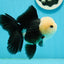 [FREE SHIPPING] Handcrafted Panda Oranda Goldfish Painting – One-of-a-Kind Artwork from Jimmy’s Collection