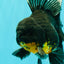 AAA Grade Long Fin Kirin Oranda Male 5.5-6 inches #062626OR_23