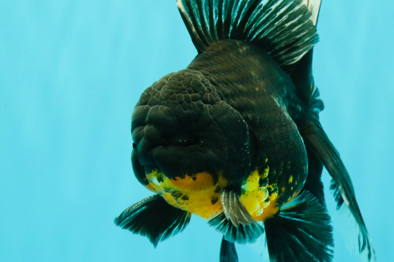 AAA Grade Long Fin Kirin Oranda Male 5.5-6 inches #062626OR_23
