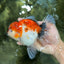A Grade Sakura Oranda Female 6 inches #060625OR_29