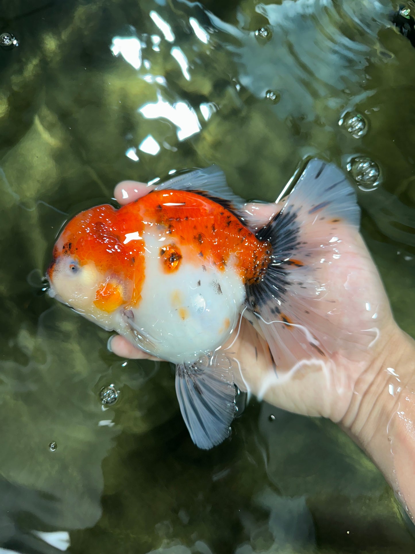 A Grade Sakura Oranda Female 6 inches #060625OR_29