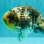 CHUBBY AAA Grade White Tiger Ranchu Male 5.5 inches #100226RC_29