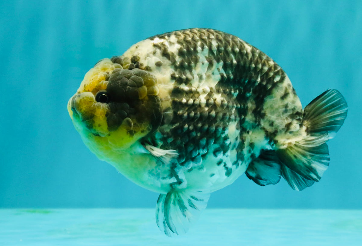 CHUBBY AAA Grade White Tiger Ranchu Male 5.5 inches #100226RC_29