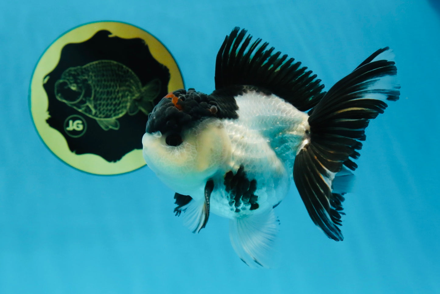 AAA Grade Tricolor Blink Button Eyes Oranda Male 4.5 inches #020725OR_34