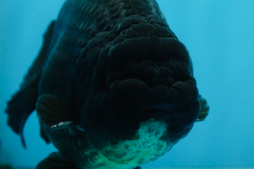 A Grade CHUNKY Black LionKing 4.5-5 inches #062025LC_04