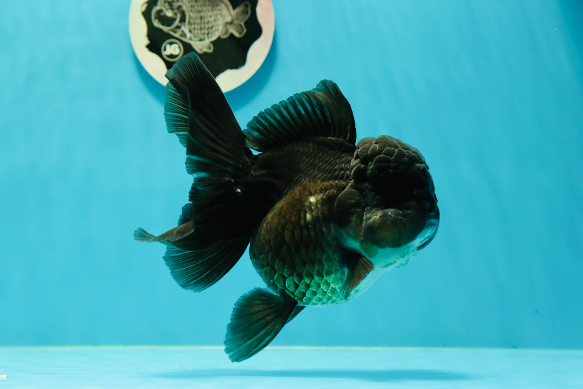 Oranda Shape Perfect Body Shape Black Oranda Female 5 inches #0322OR_12 – Jimmy Goldfish