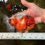 CHUNKY A Grade Calico Yuanbao Male 5.5-6 inches #051526YB_04