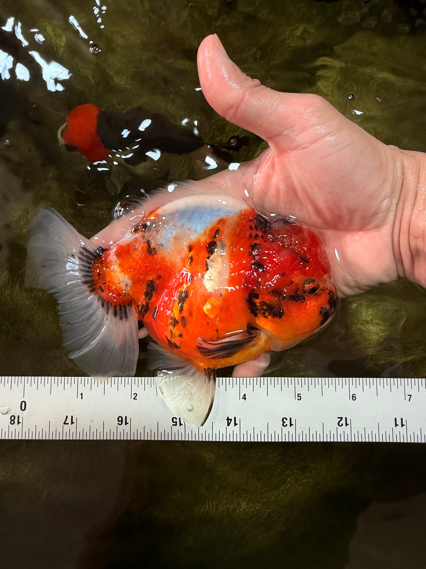 CHUNKY A Grade Calico Yuanbao Male 5.5-6 inches #051526YB_04