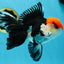 AAA Grade Tricolor Oranda Male 6 inches #052325_12
