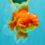 AAA Grade Red White Oranda Male 5.5 inches #080726OR_10