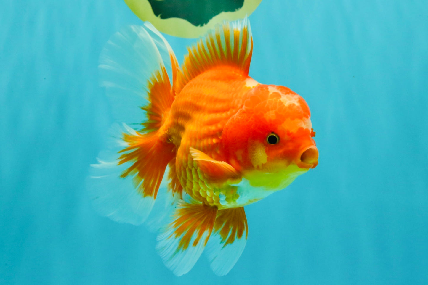 AAA Grade Red White Oranda Male 5.5 inches #080726OR_10