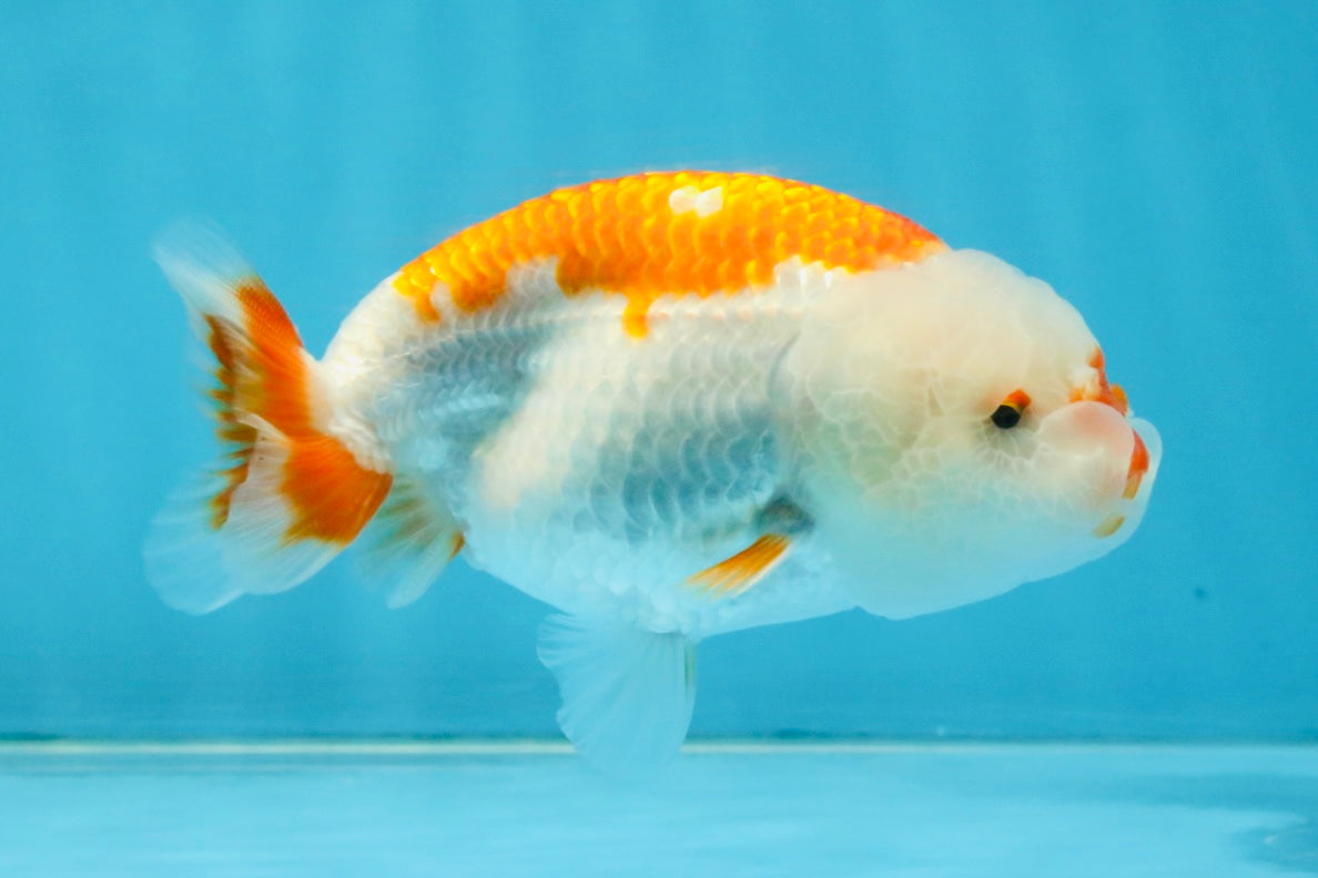 SANTA A Grade Red White LionQueen 4-4.5 inches #120525LC_12