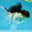 A Grade Tricolor Oranda Male 4.5 inches #053025OR_17