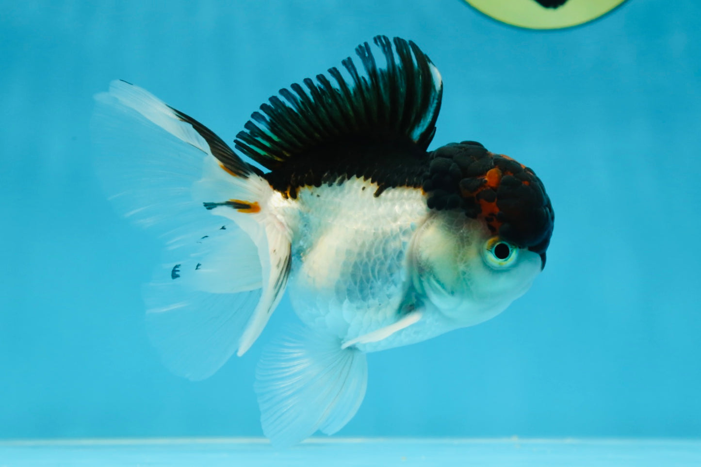 A Grade Tricolor Oranda Male 4.5 inches #053025OR_17
