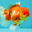 IRON MAN A Grade Red White Oranda Female 6-6.5 inches #080726OR_07
