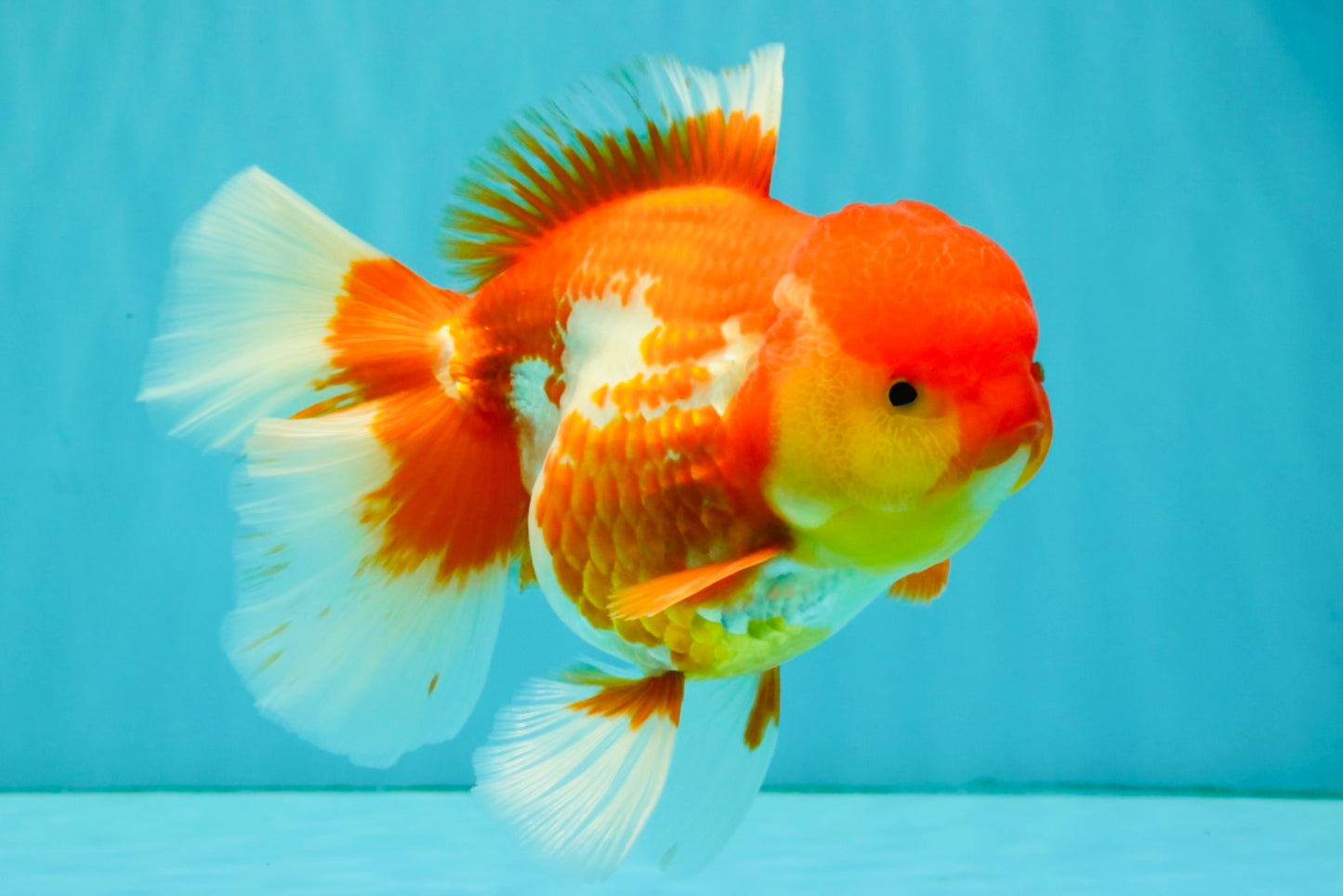 IRON MAN A Grade Red White Oranda Female 6-6.5 inches #080726OR_07