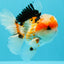 AAA Grade Tricolor Oranda Male 5.5 inches #030626OR_22