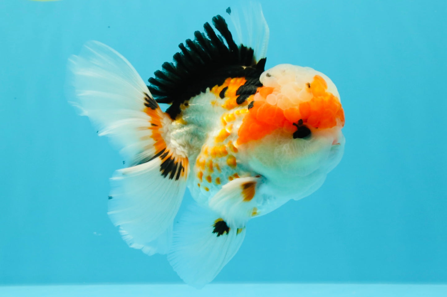 AAA Grade Tricolor Oranda Male 5.5 inches #030626OR_22