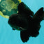 A Grade Black Oranda Male 5-5.5 inches #101626OR_02