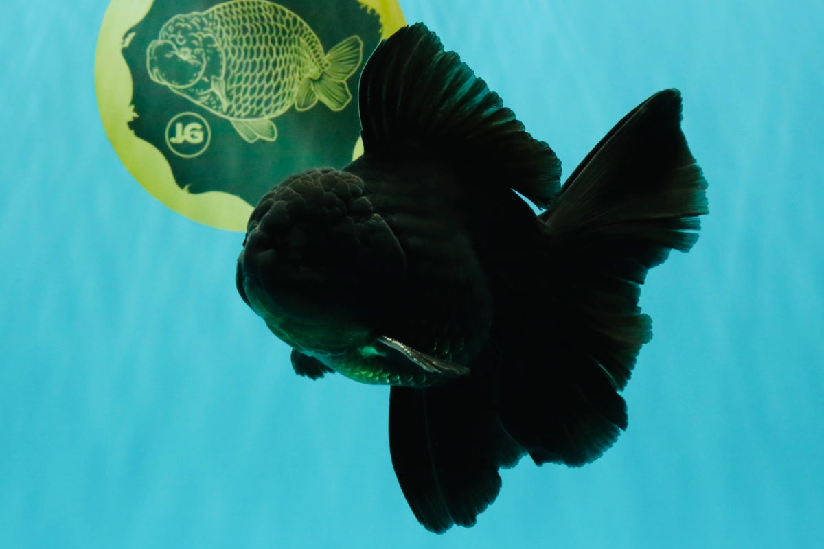 A Grade Black Oranda Male 5-5.5 inches #101626OR_02