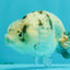 A Grade White Tiger LionQueen 4 inches #082126LC_31
