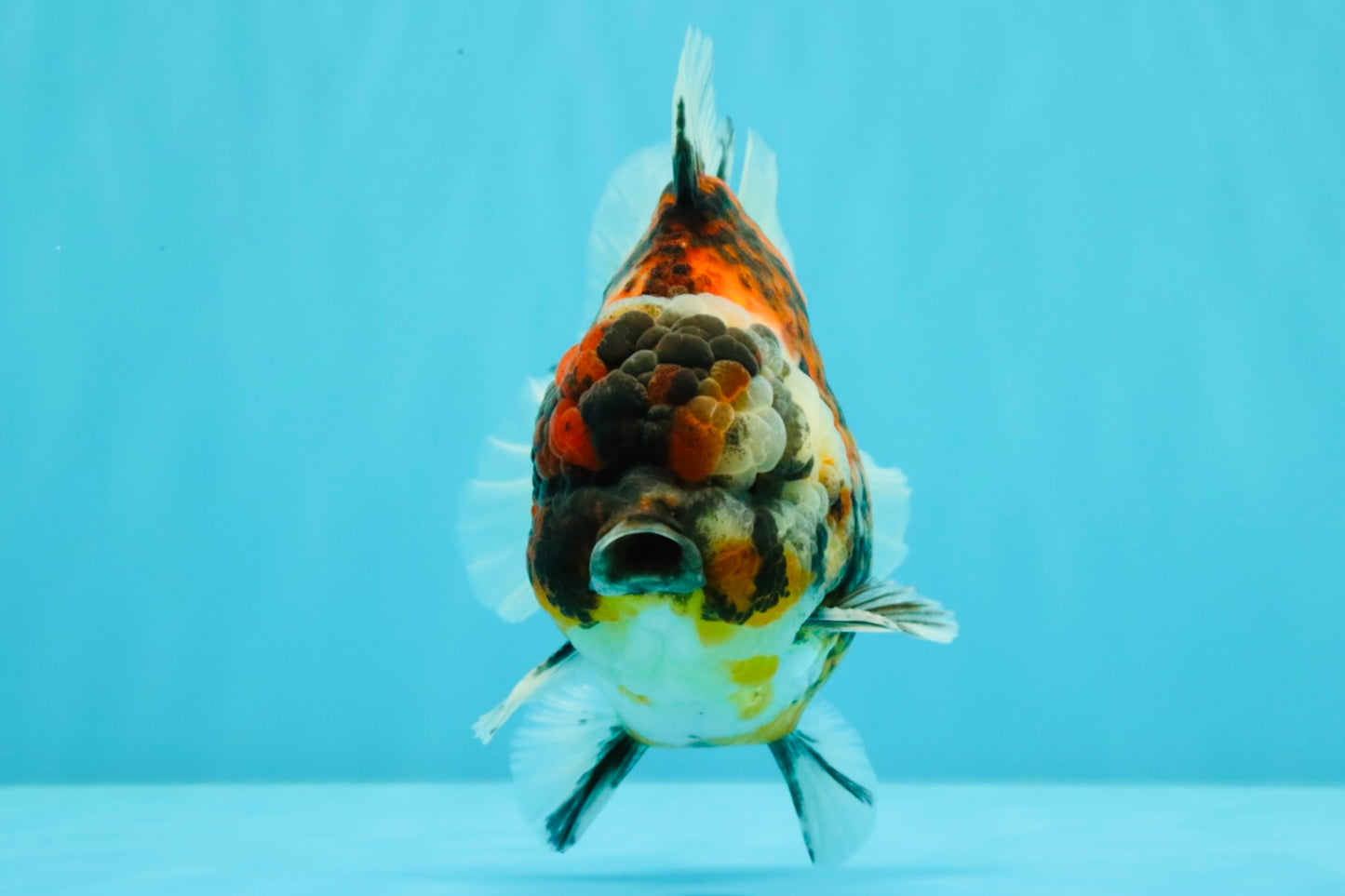 UNIQUE AAA Grade Special Tiger Yuanbao Male 5-5.5 inches #031326YB_23