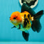 A Grade Tricolor Oranda Female 4.5 inches #110824OR_04