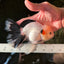 A Grade Unique Mark Panda Oranda Male 6 inches #102524OR_11