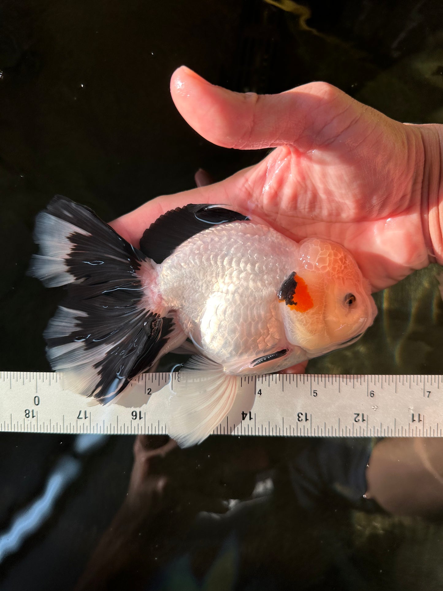 A Grade Unique Mark Panda Oranda Male 6 inches #102524OR_11