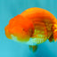 A Grade Red LionKing 4.5 inches #082126LC_19