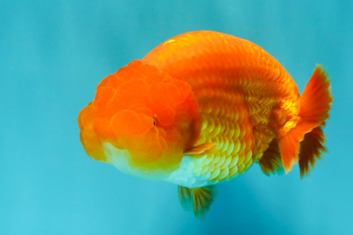 A Grade Red LionKing 4.5 inches #082126LC_19