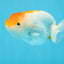 A Grade Chubby Orange White LionQueen 4 inches #122724LC_16