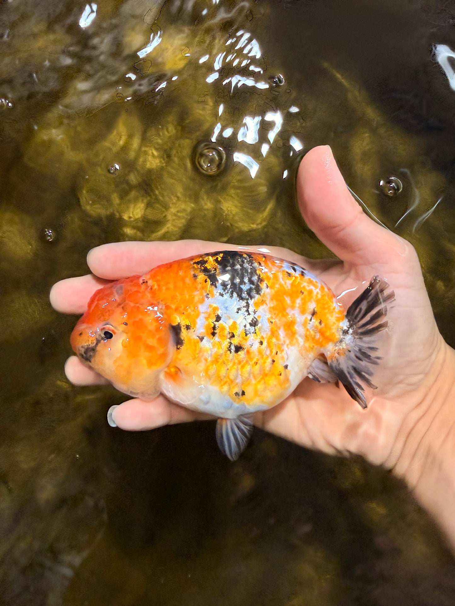 Tricolor Lionchu Female 5 inches #103125LC_16