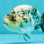 A Grade Tiger Ranchu Male 4.5-5 inches #081426RC_23