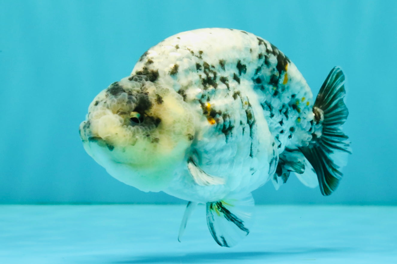 A Grade Tiger Ranchu Male 4.5-5 inches #081426RC_23
