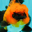 CHARLIE AAA Grade Apache Oranda Female 6 inches #071026OR_23