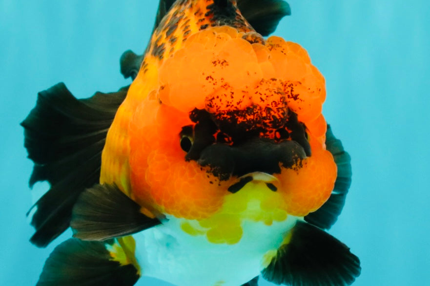 CHARLIE AAA Grade Apache Oranda Female 6 inches #071026OR_23
