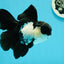 🐼 A Grade Killer Whale Panda Oranda Female 5.5 inches #0607OR_04