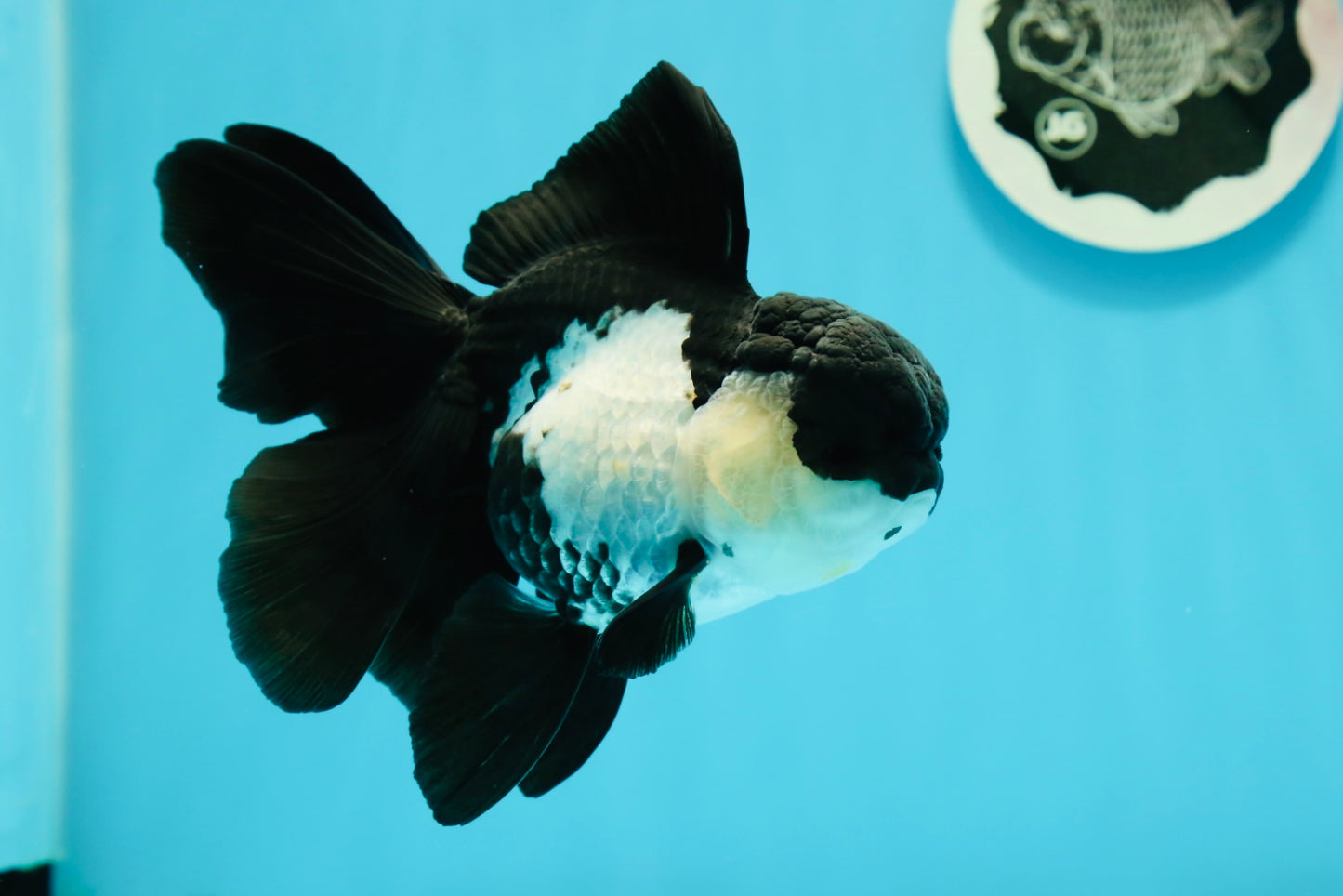 🐼 A Grade Killer Whale Panda Oranda Female 5.5 inches #0607OR_04