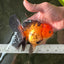 Apache (Black Orange) Pompom Button Eyes  Oranda Female 5.5 inches #110124OR_03