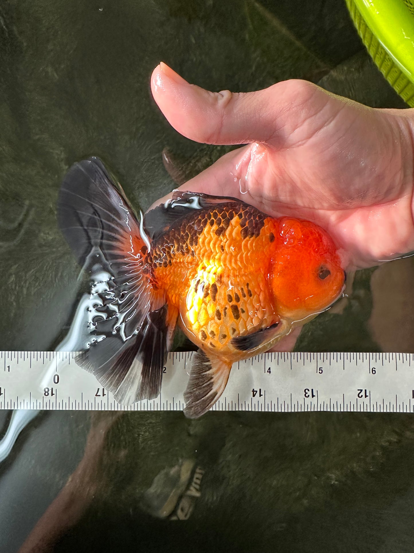 Apache (Black Orange) Pompom Button Eyes  Oranda Female 5.5 inches #110124OR_03