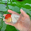 AAA Grade Red Cap Oranda Female 4.5-5 inches #0830OR_09